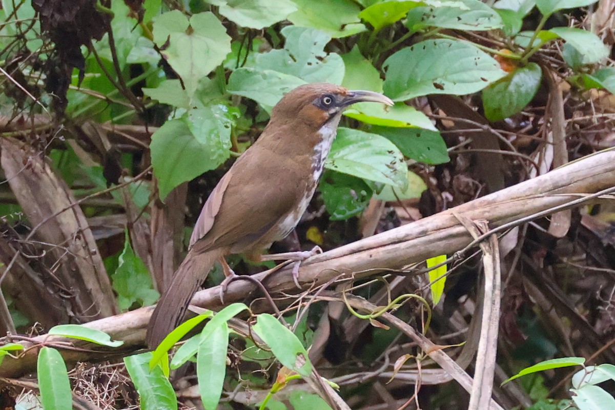 Spot-breasted Scimitar-Babbler - Rahul Pereira