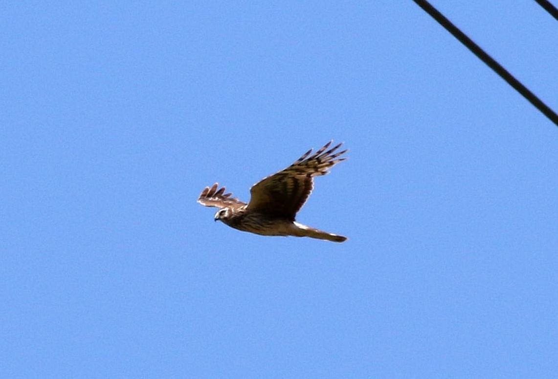 Hen Harrier - ML617869646