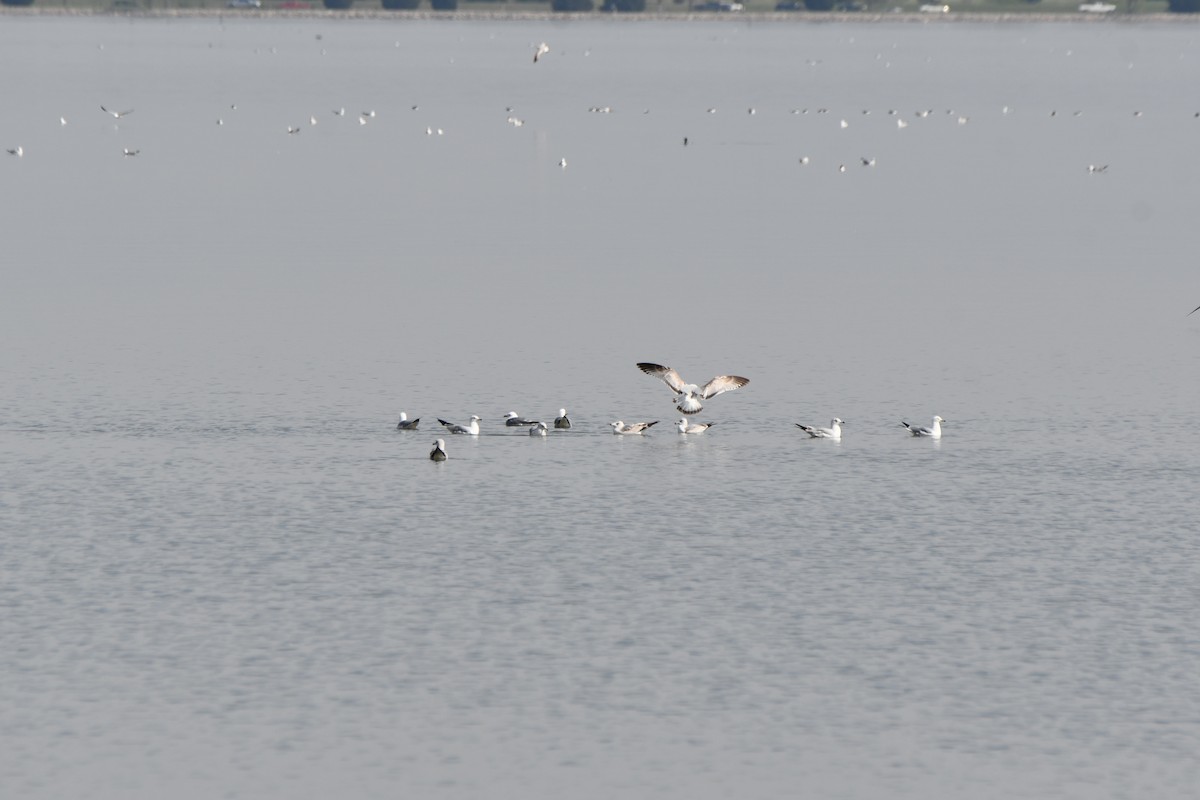 Ring-billed Gull - ML617869650