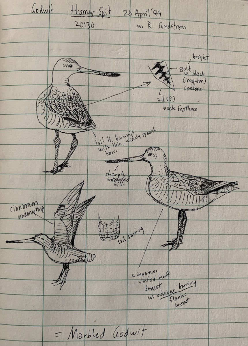 Marbled Godwit - Ian L Jones