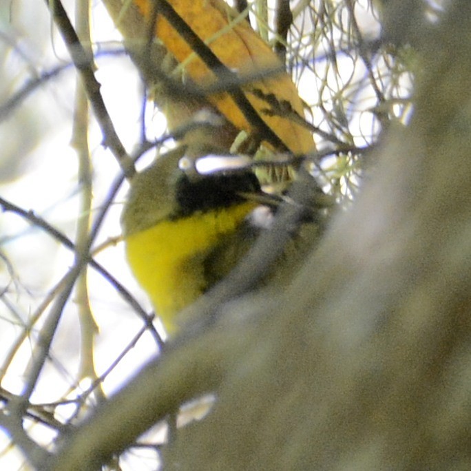 Common Yellowthroat - ML617869734