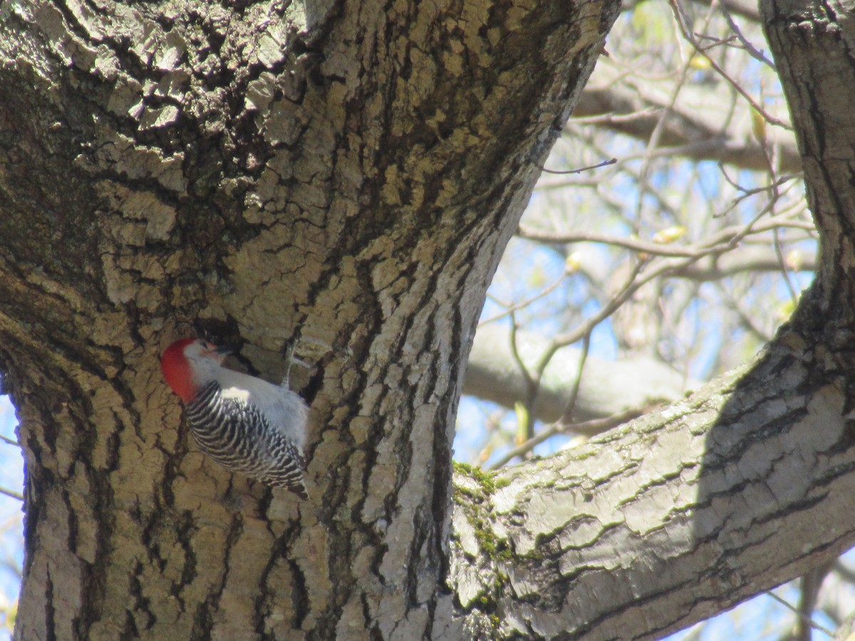 Red-bellied Woodpecker - ML617869735