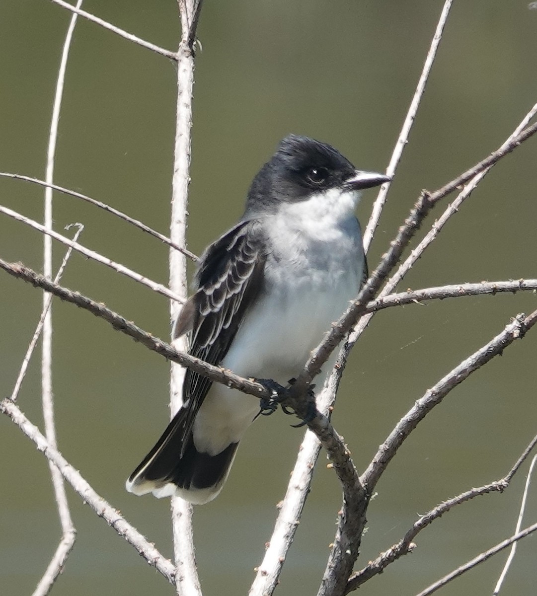 Eastern Kingbird - Doug Wassmer