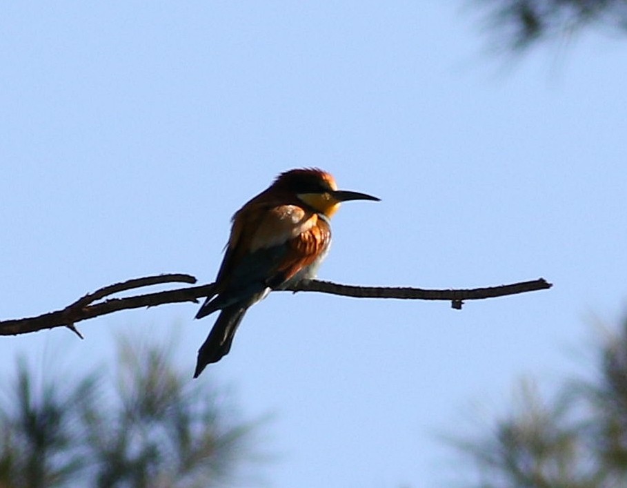 European Bee-eater - ML617869750