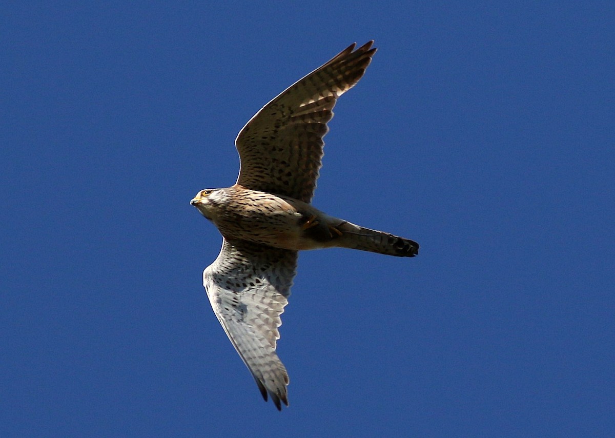 Eurasian Kestrel - ML617869758