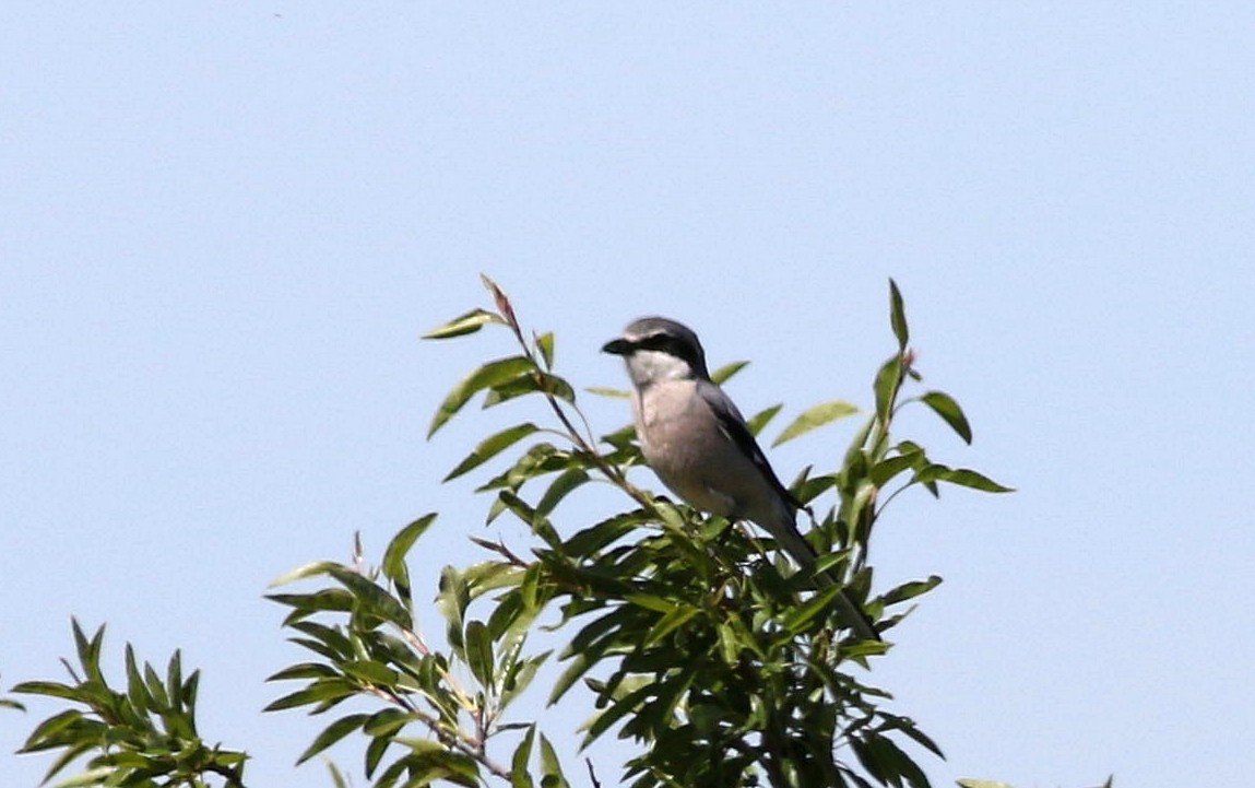 Iberian Gray Shrike - ML617869763