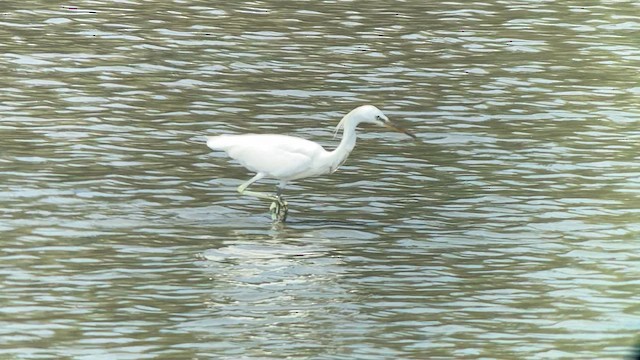 Chinese Egret - ML617869764