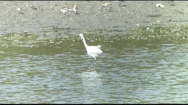 Chinese Egret - ML617869765