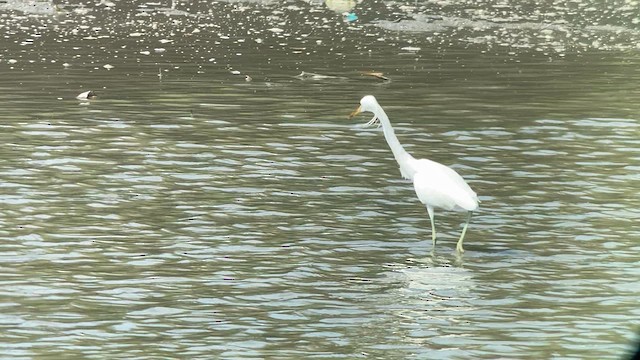 Aigrette de Chine - ML617869766