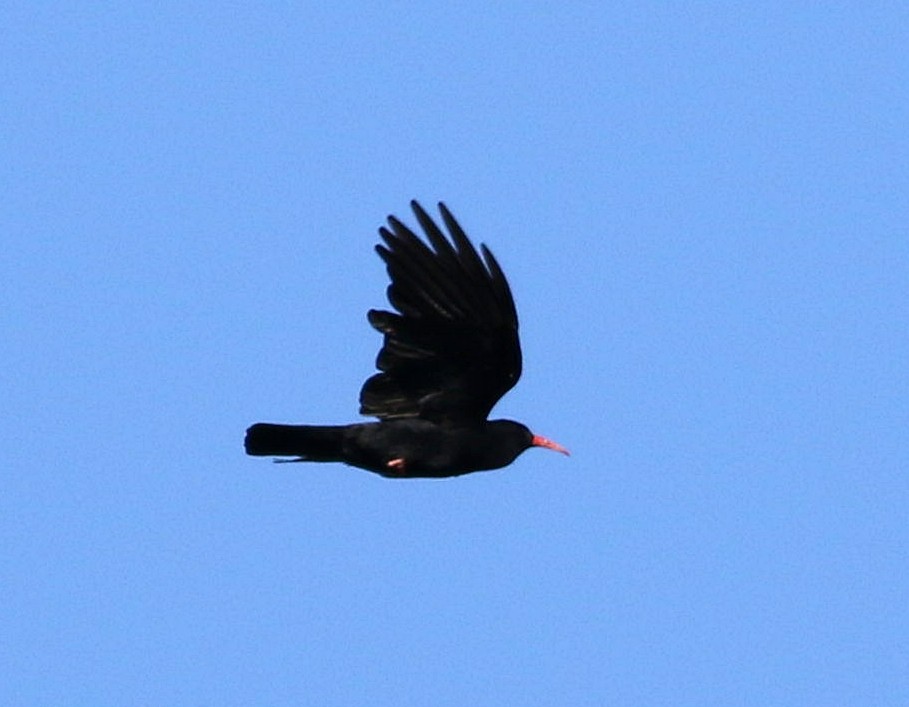 Red-billed Chough - ML617869776