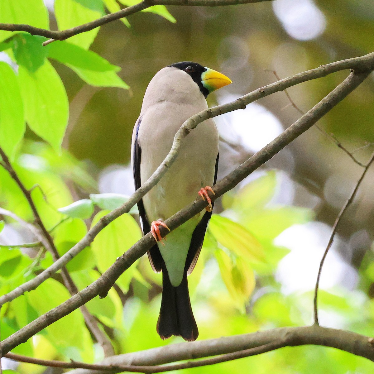 Japanese Grosbeak - ML617869785