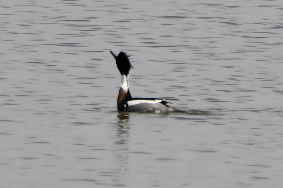 Red-breasted Merganser - ML617869803