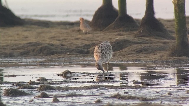 Far Eastern Curlew - ML617869818