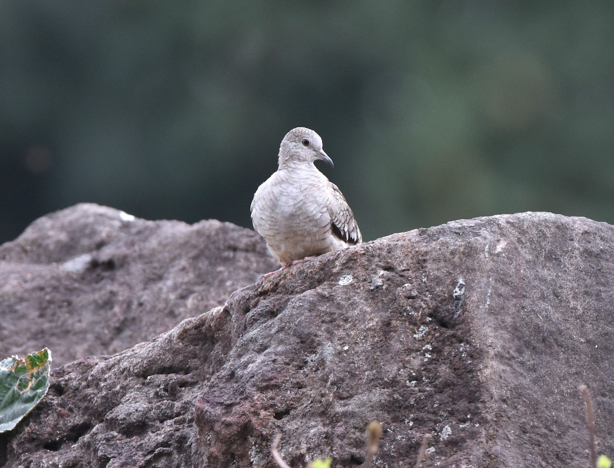 Inca Dove - ML617869823