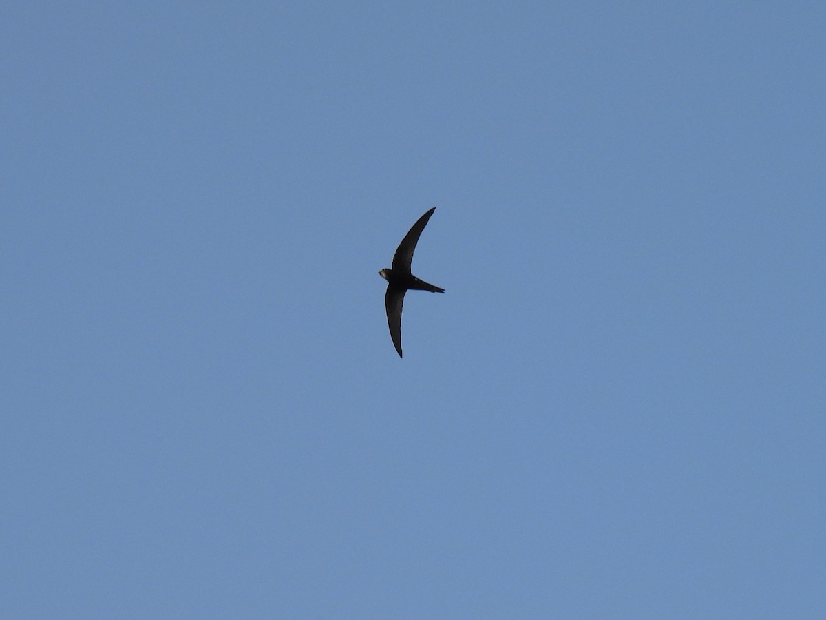 Common Swift - ML617869846