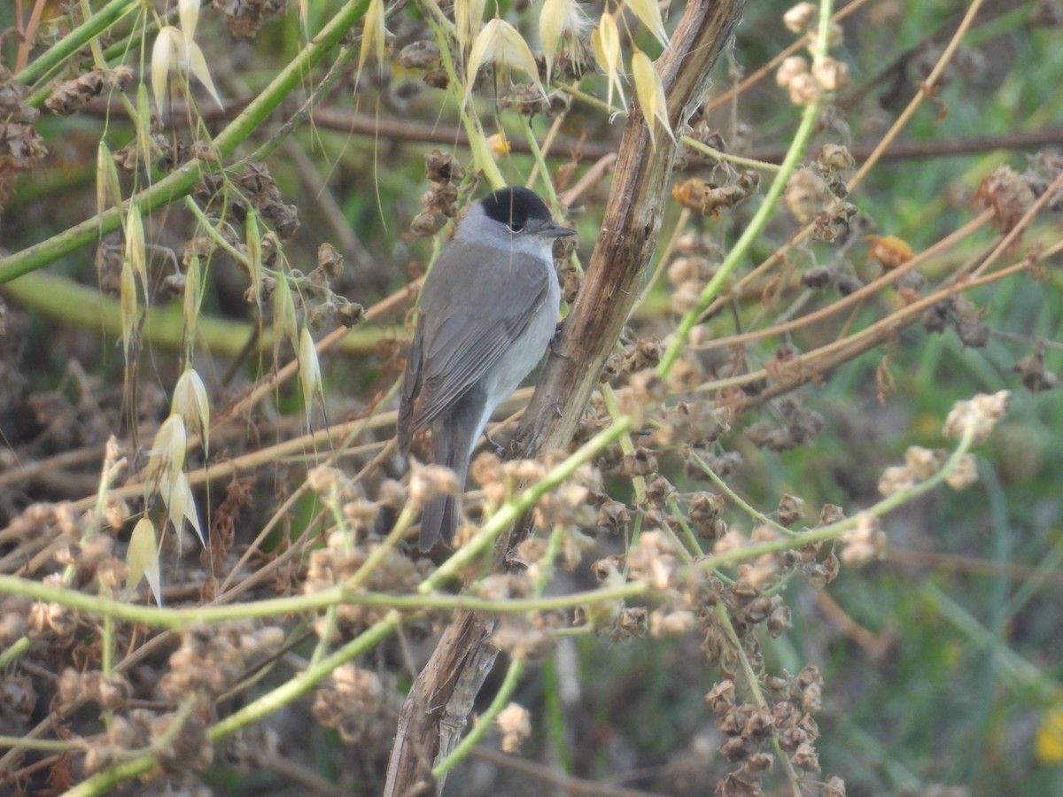 Eurasian Blackcap - Carmel Ravid