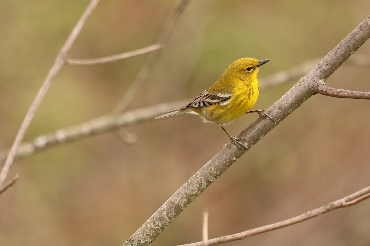 Pine Warbler - ML617869882
