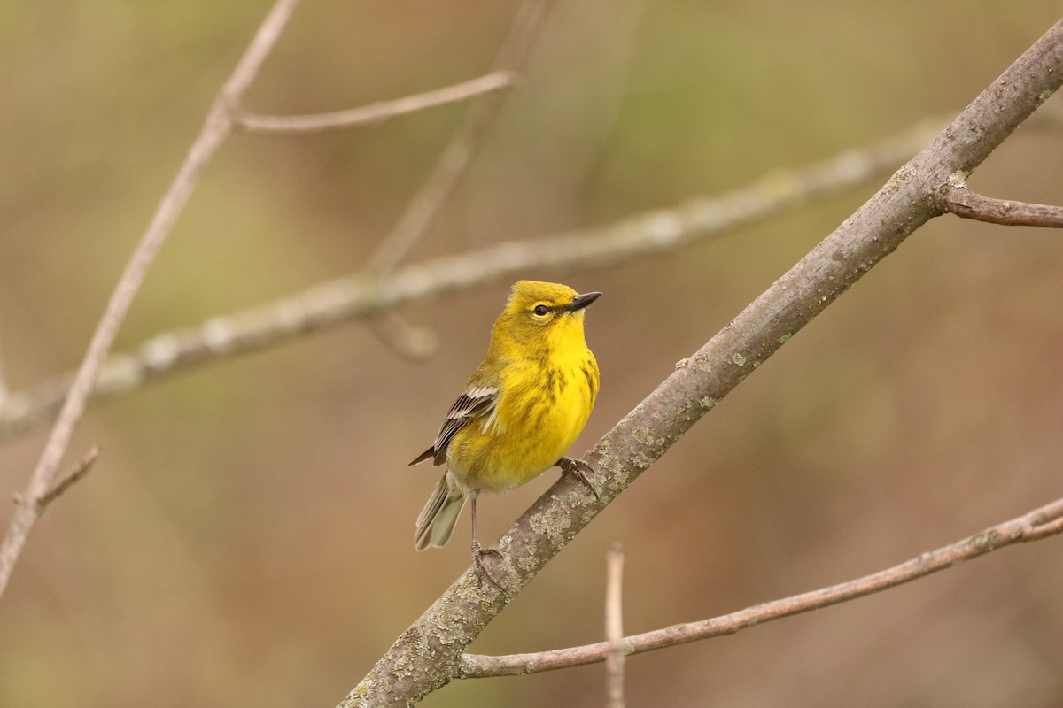 Pine Warbler - ML617869883