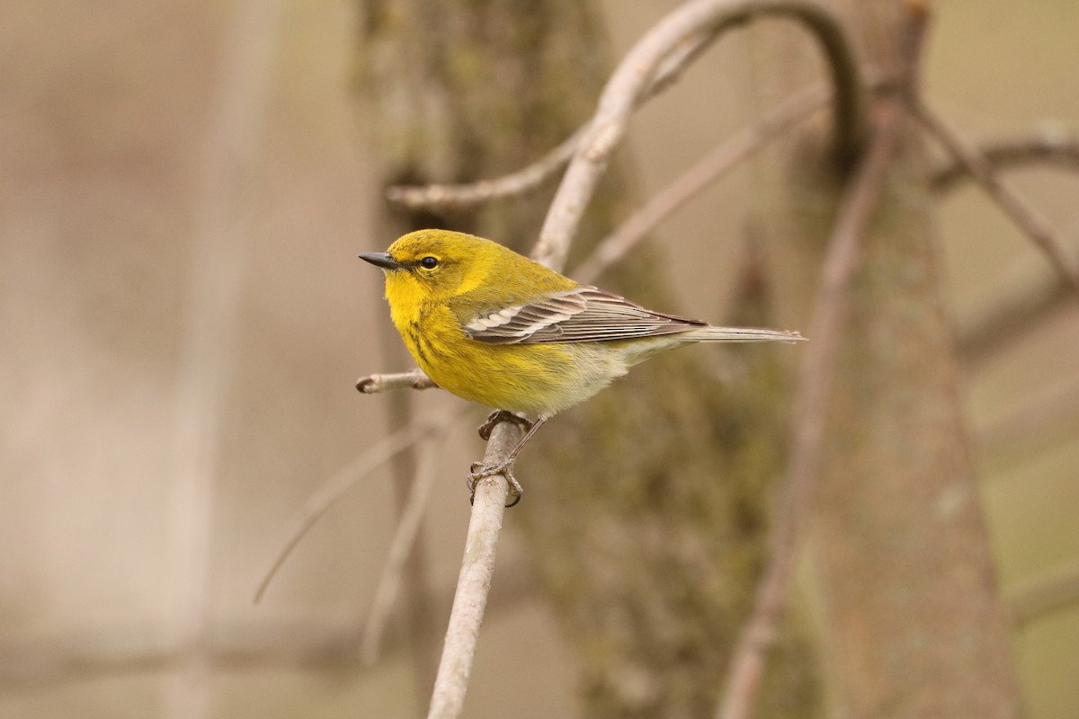 Pine Warbler - ML617869884