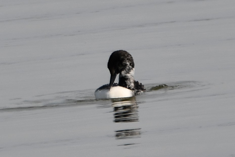 Plongeon huard - ML617869888