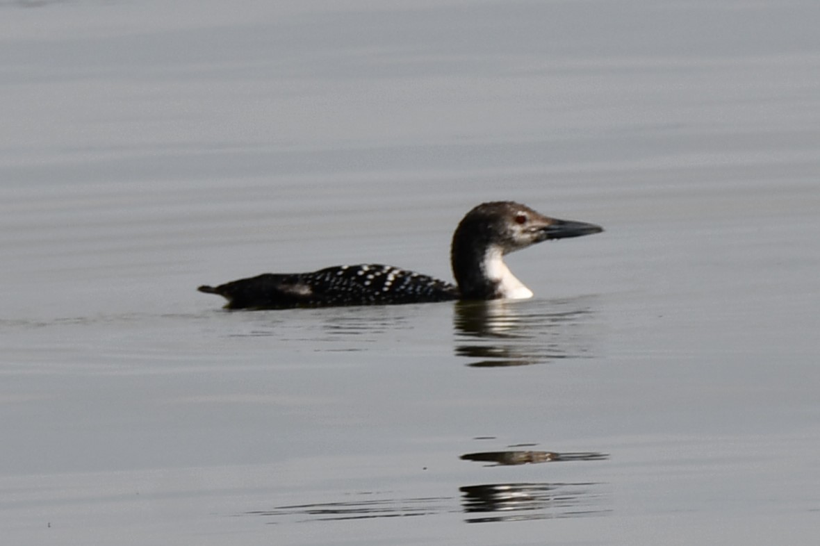 Plongeon huard - ML617869895