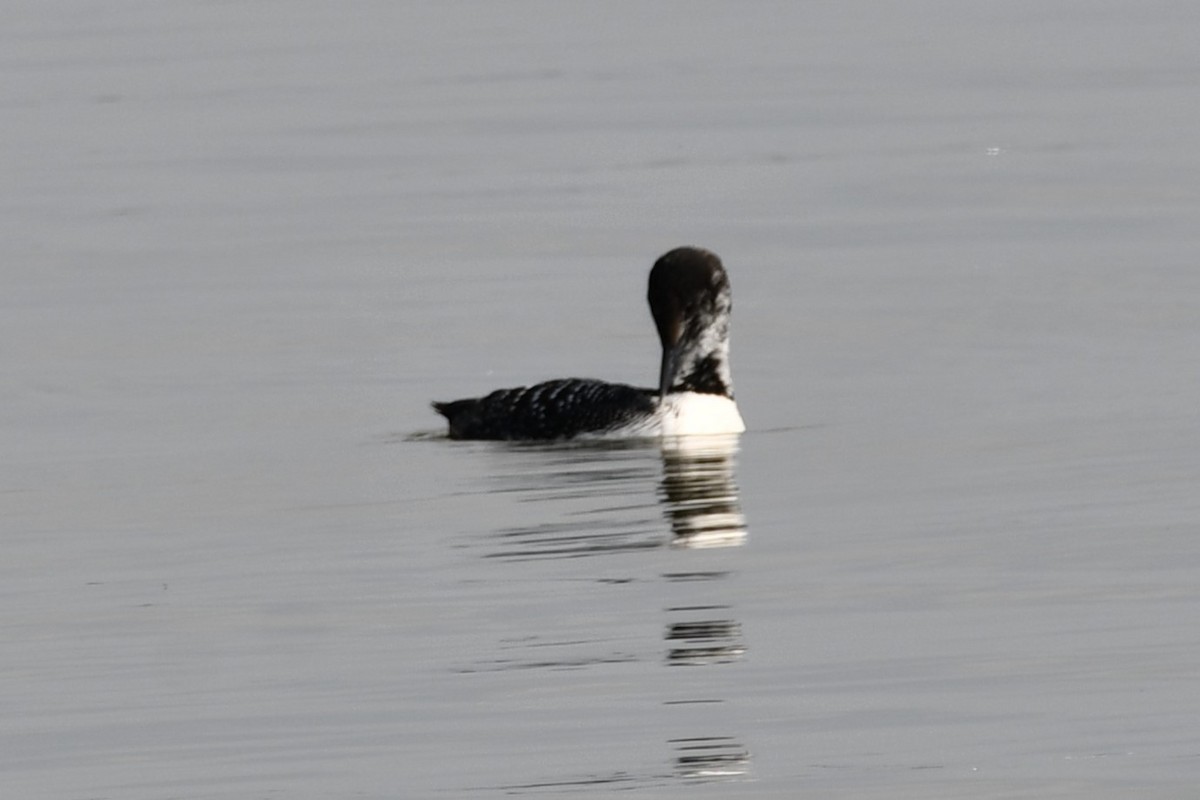 Plongeon huard - ML617869896