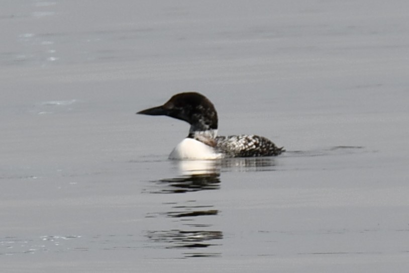 Plongeon huard - ML617869897