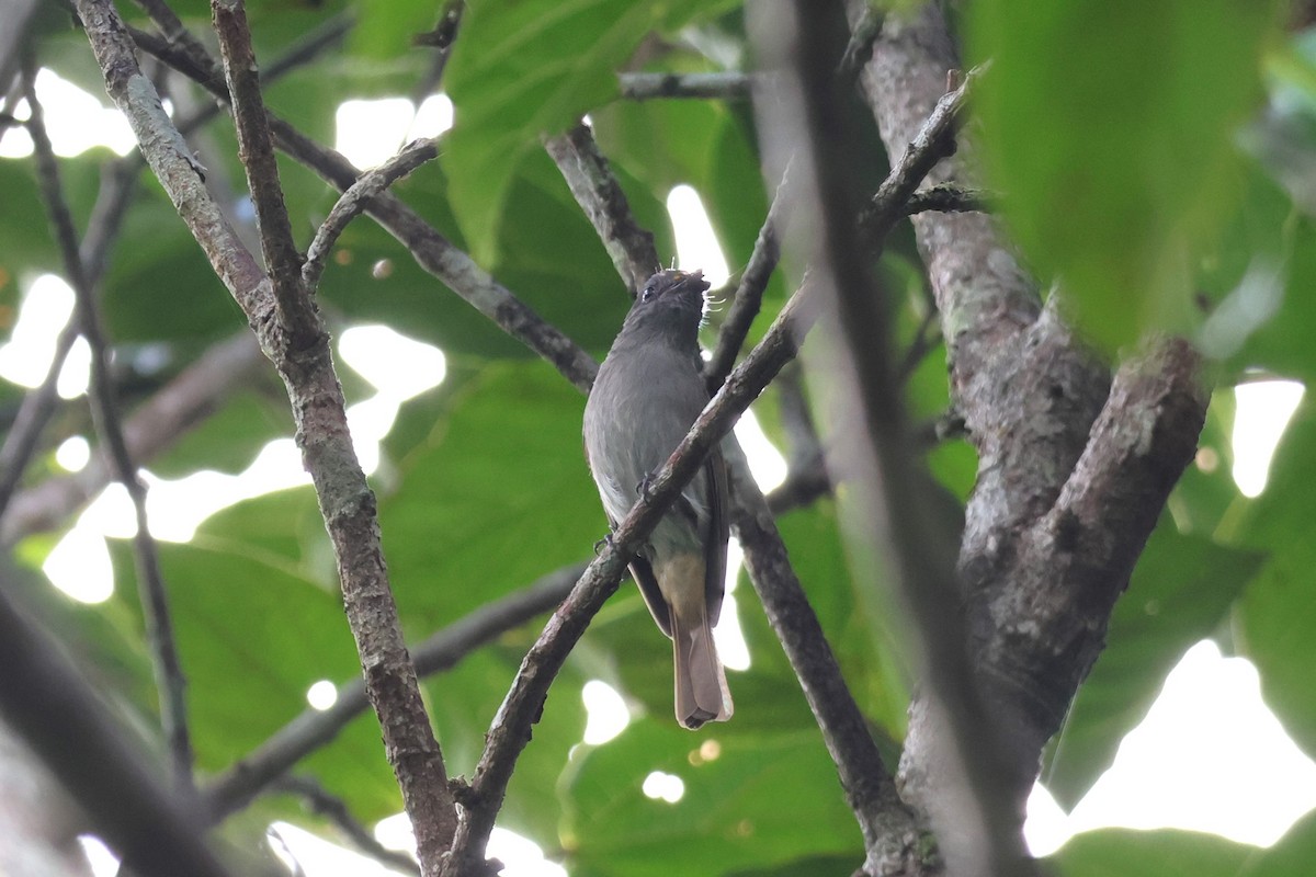 Flores Jungle Flycatcher - ML617869905