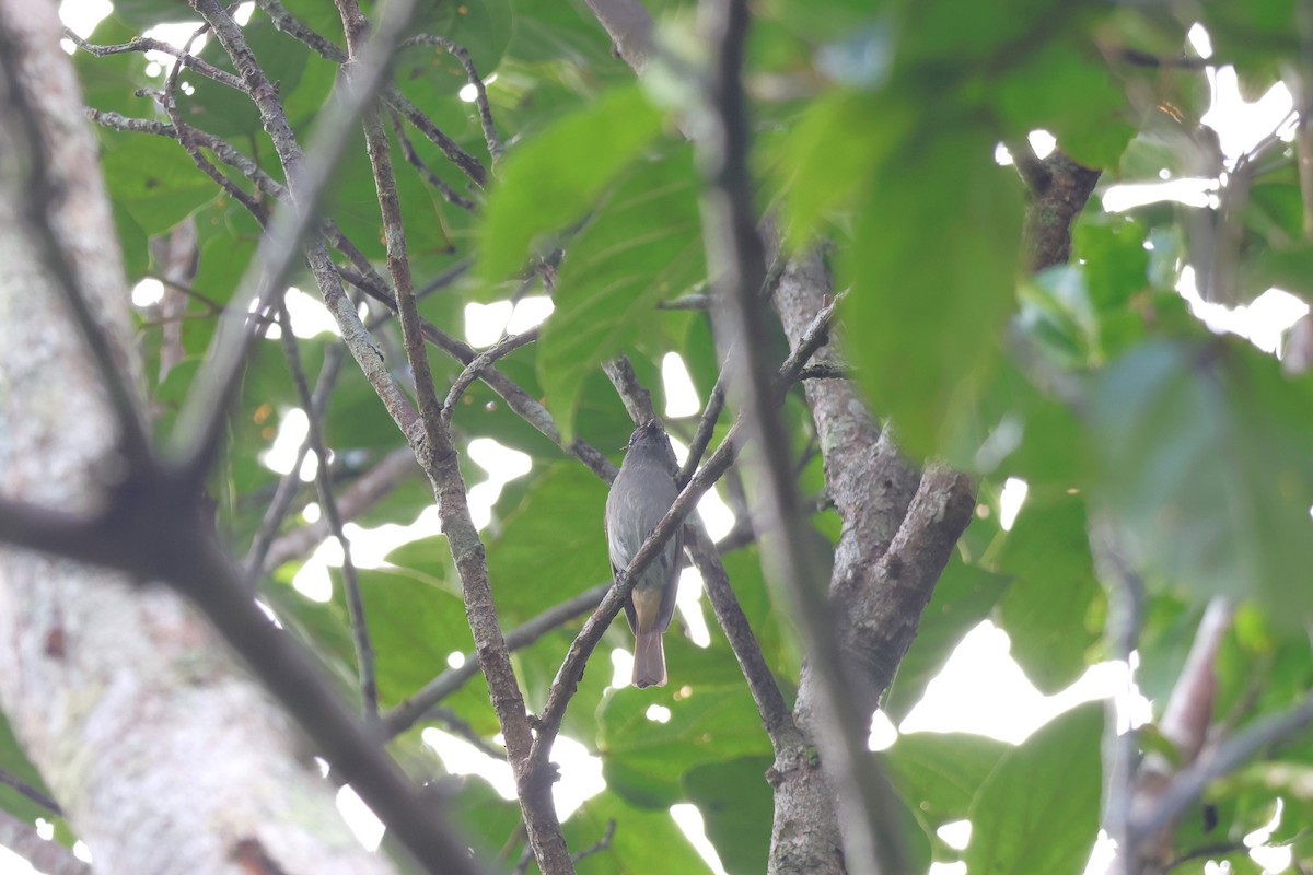 Flores Jungle Flycatcher - ML617869906