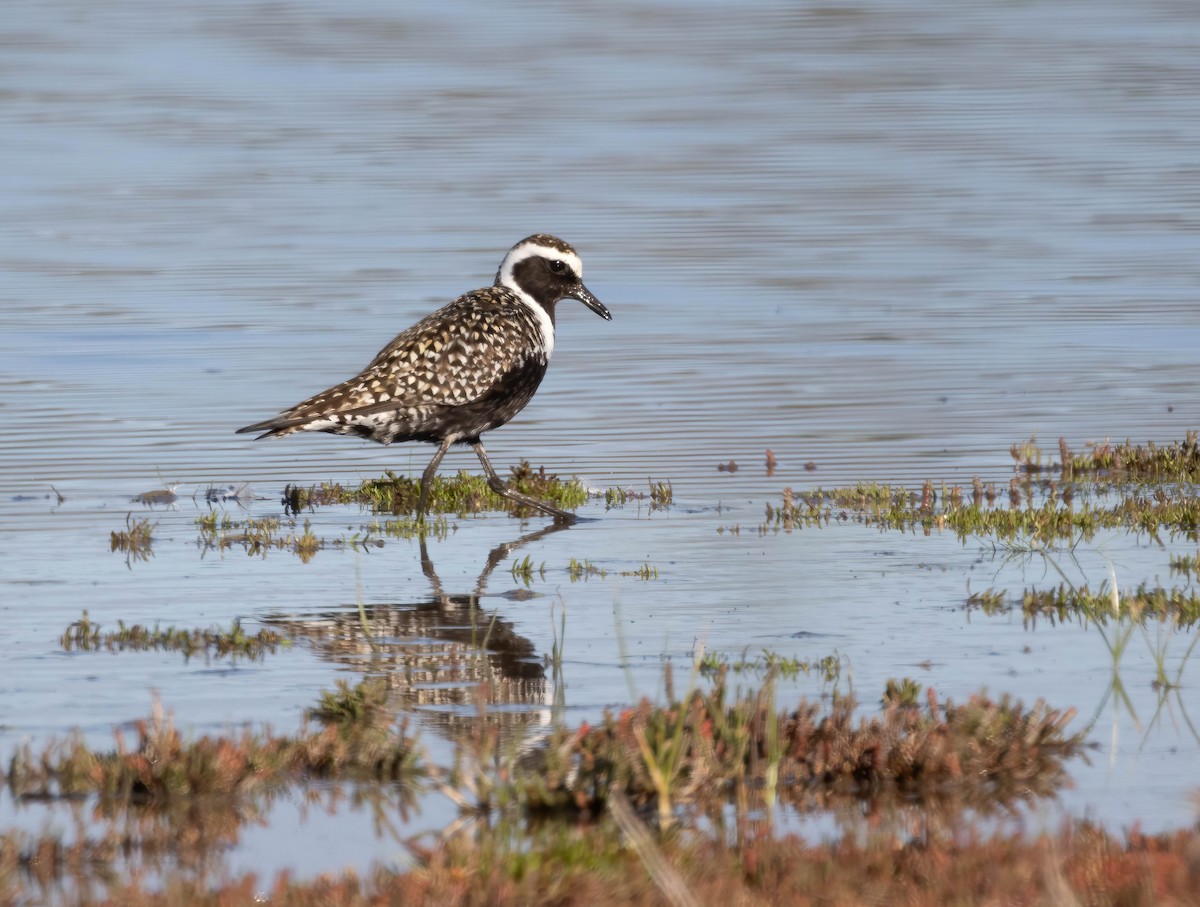 American Golden-Plover - Craig McQueen