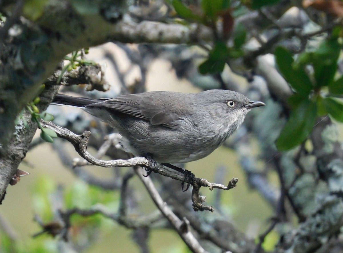 Layard's Warbler - ML617869944