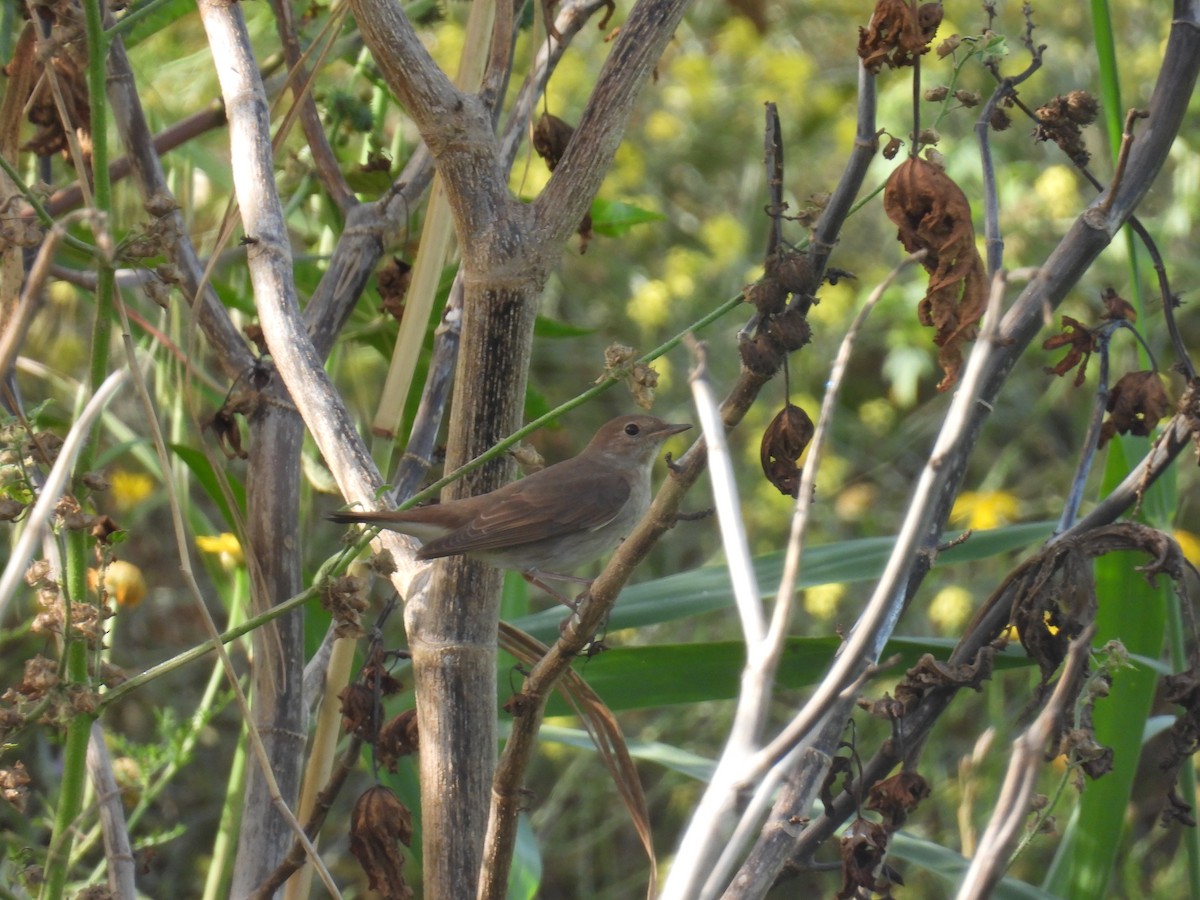 Thrush Nightingale - Carmel Ravid