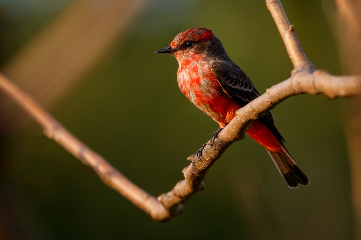 Vermilion Flycatcher - ML617870004