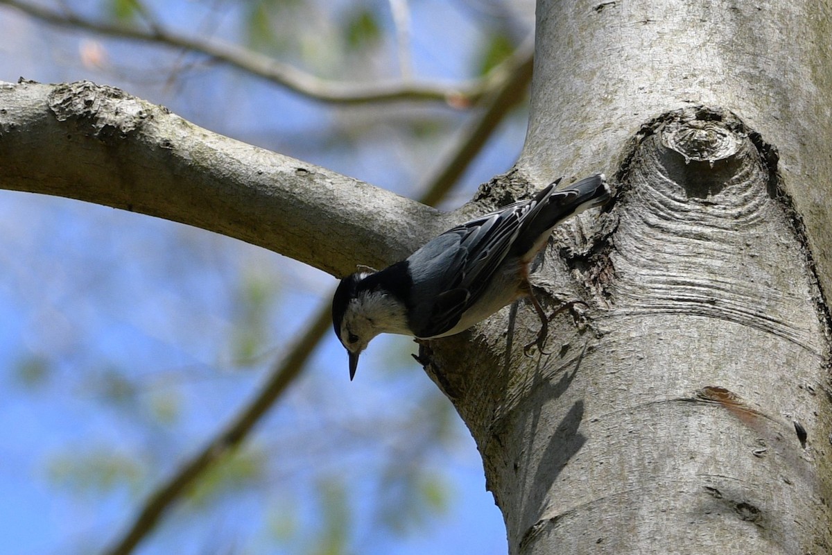 White-breasted Nuthatch - ML617870027