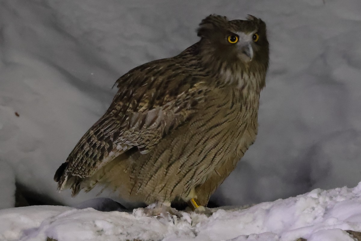 Blakiston's Fish-Owl (blakistoni) - ML617870056