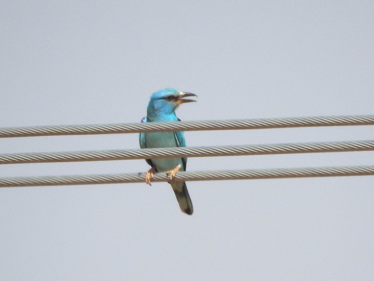 European Roller - ML617870057