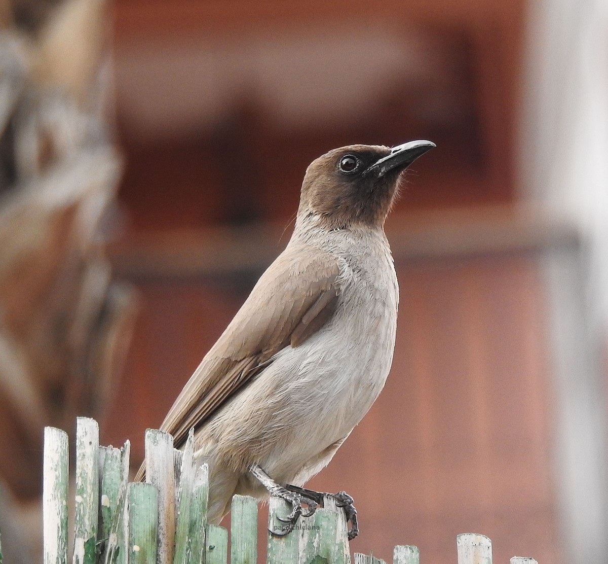 Common Bulbul - ML617870058