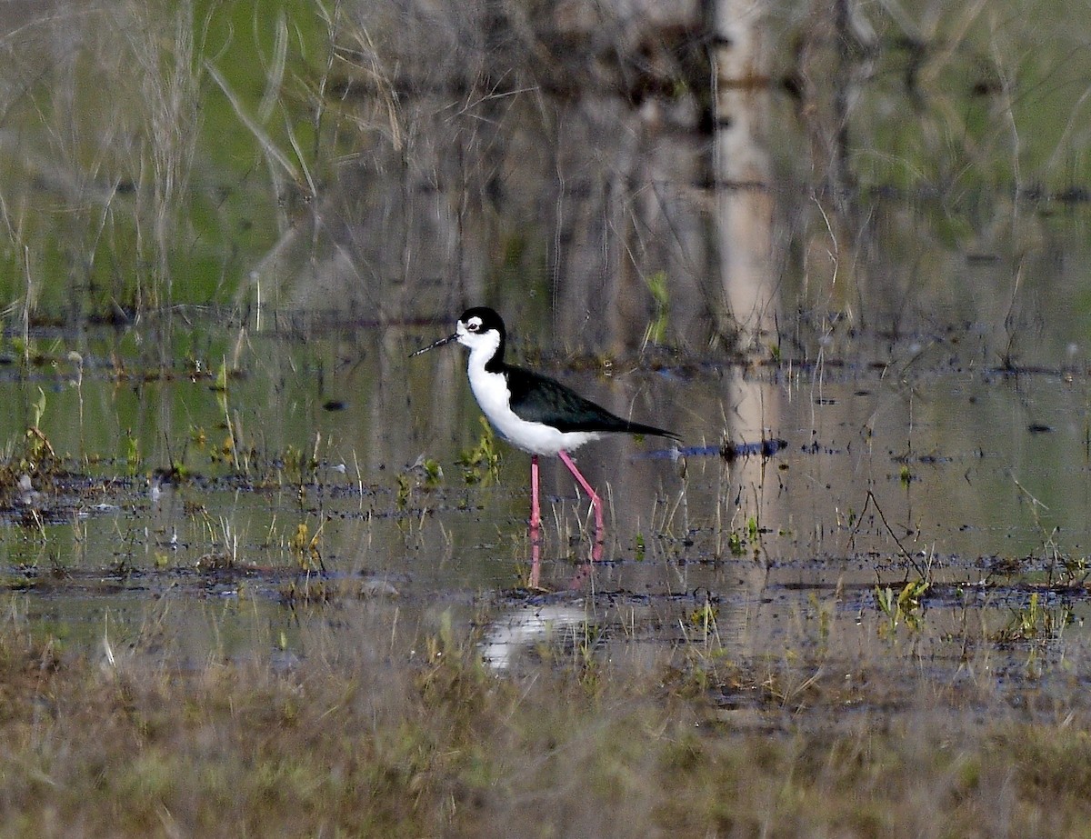 Black-necked Stilt - ML617870064