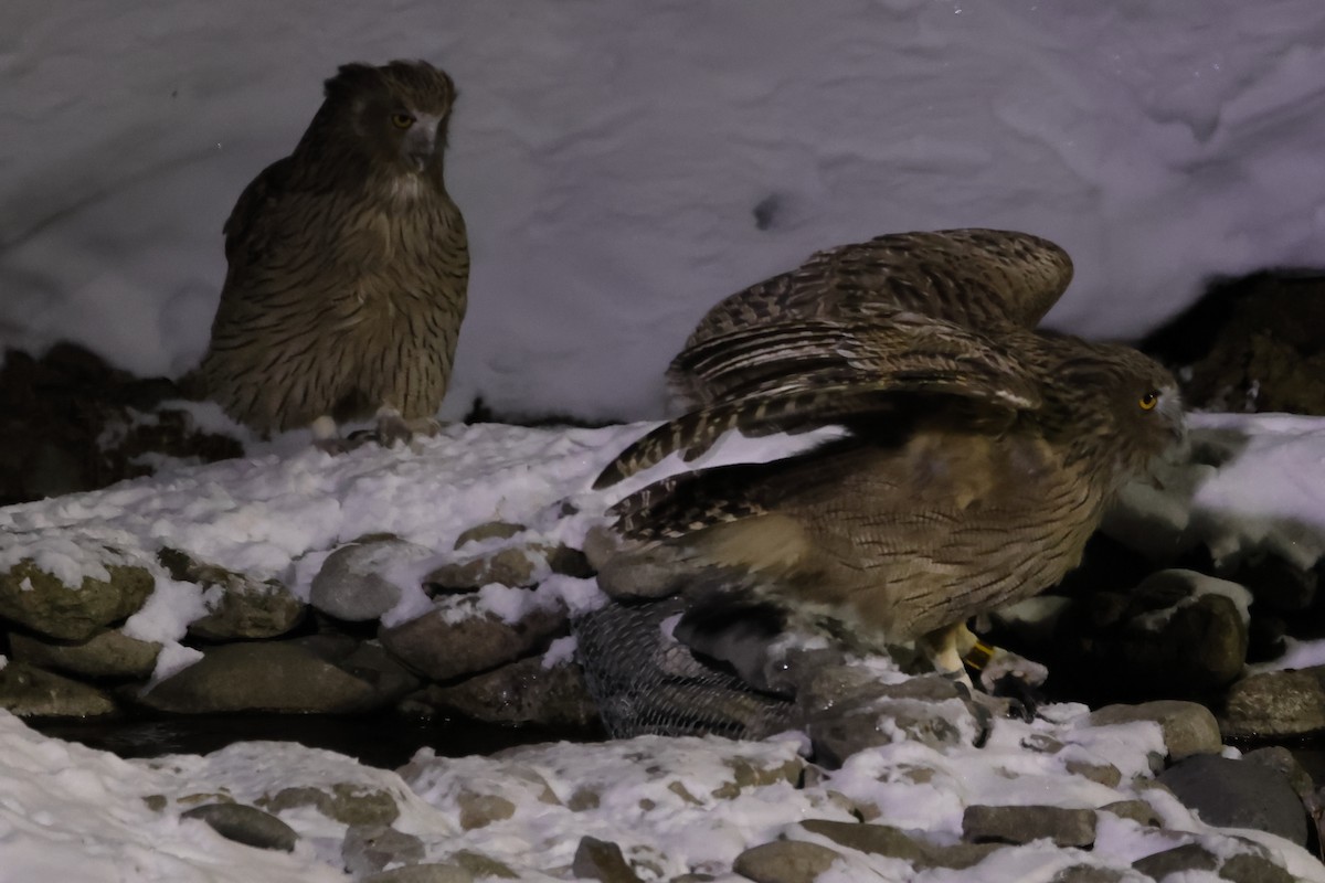 Blakiston's Fish-Owl (blakistoni) - ML617870093