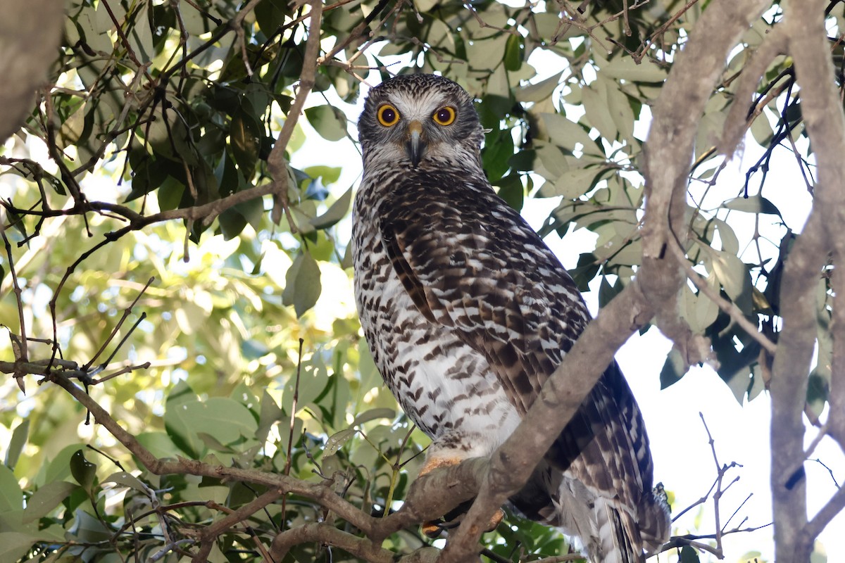 Powerful Owl - ML617870141