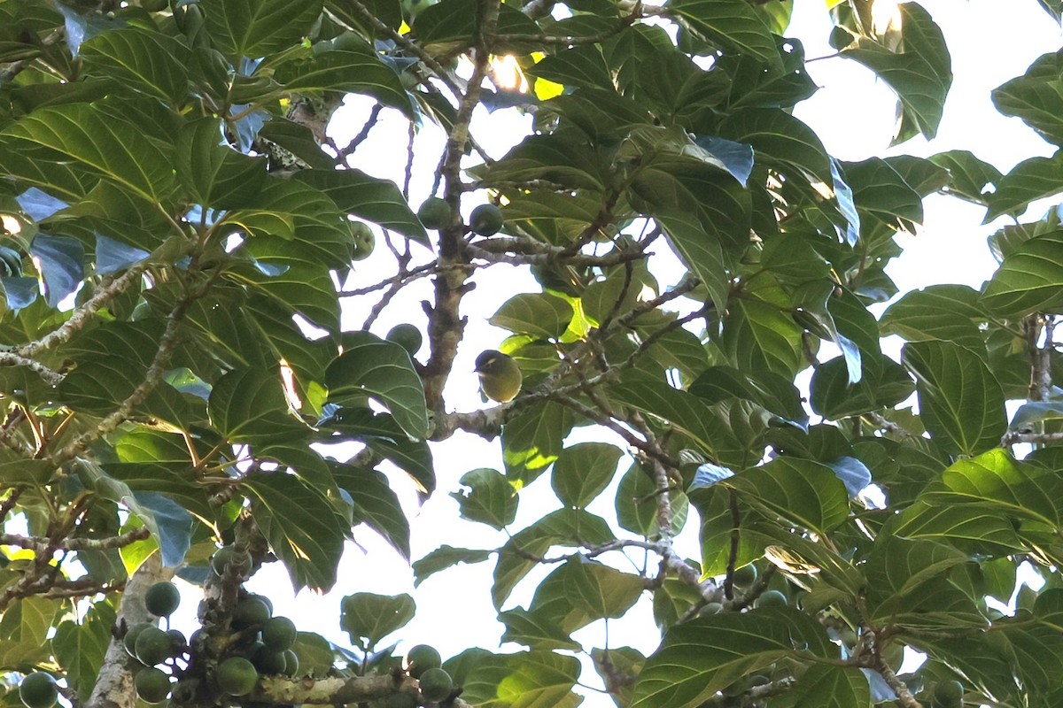 White-browed White-eye - 瑞珍 楊