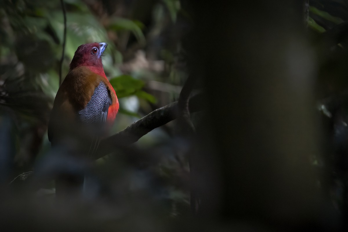 Trogon à tête rouge - ML617870171