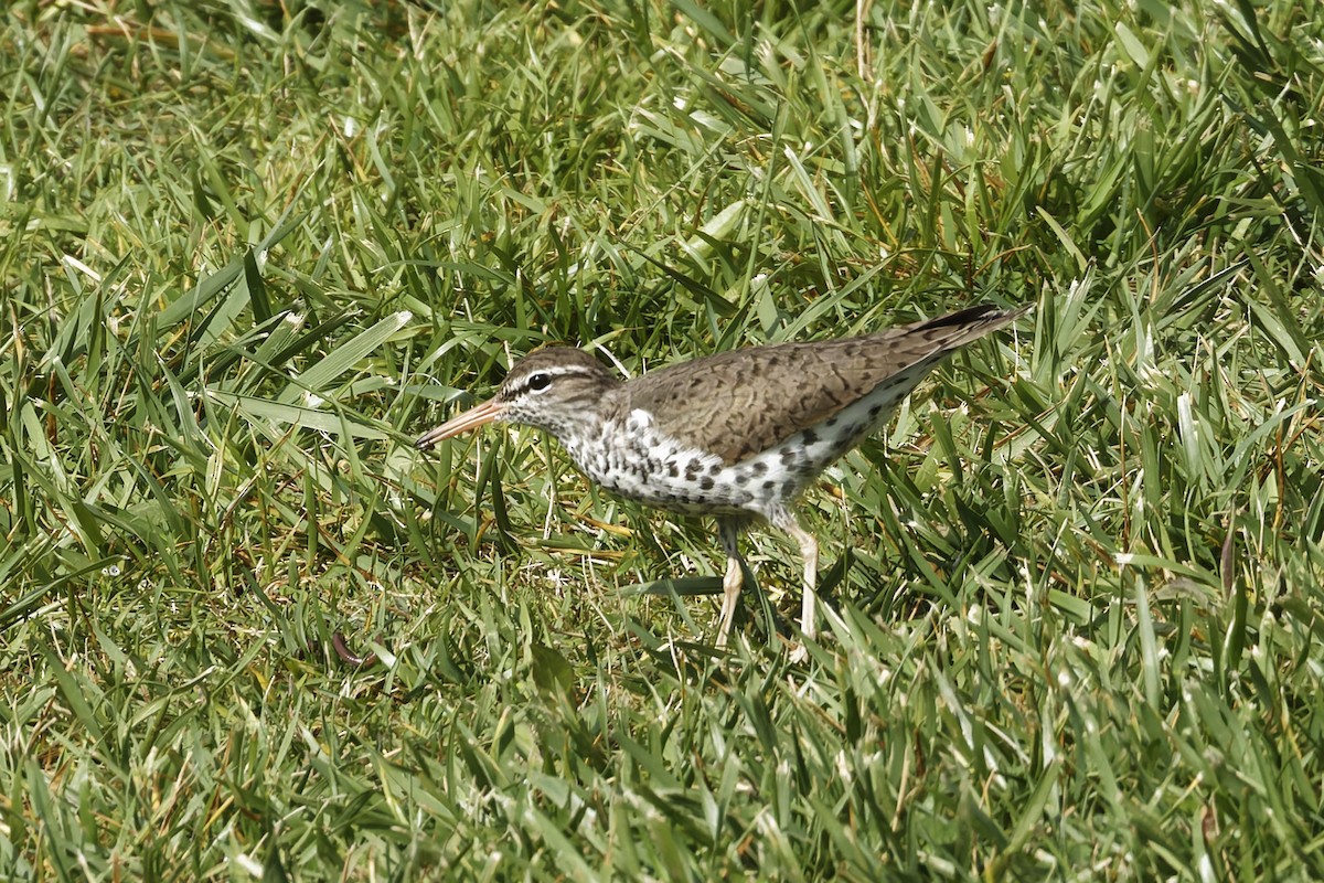 Spotted Sandpiper - Donnie Coody