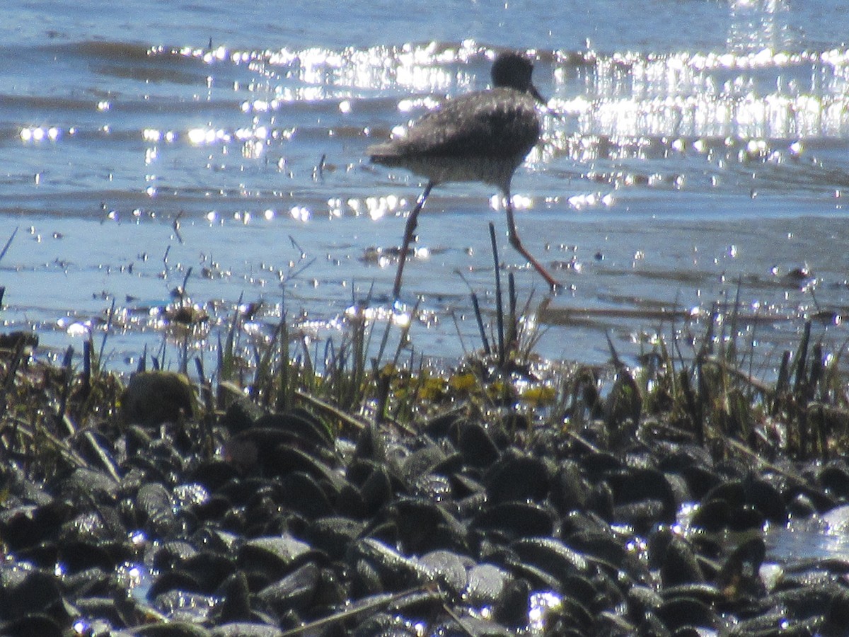 Greater Yellowlegs - ML617870231