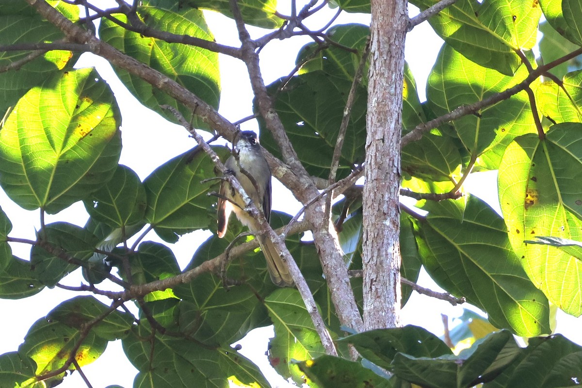 Brown-capped Fantail - ML617870232