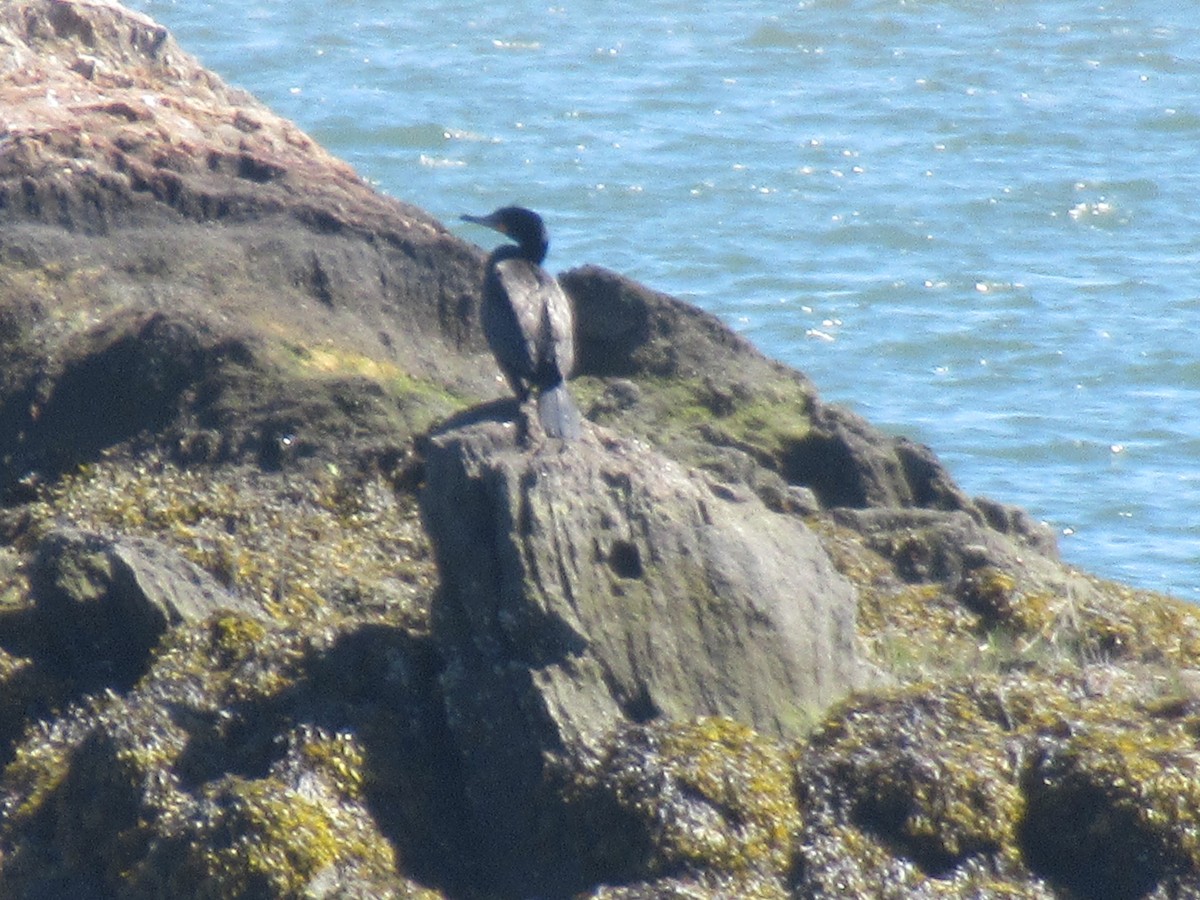 Double-crested Cormorant - ML617870258