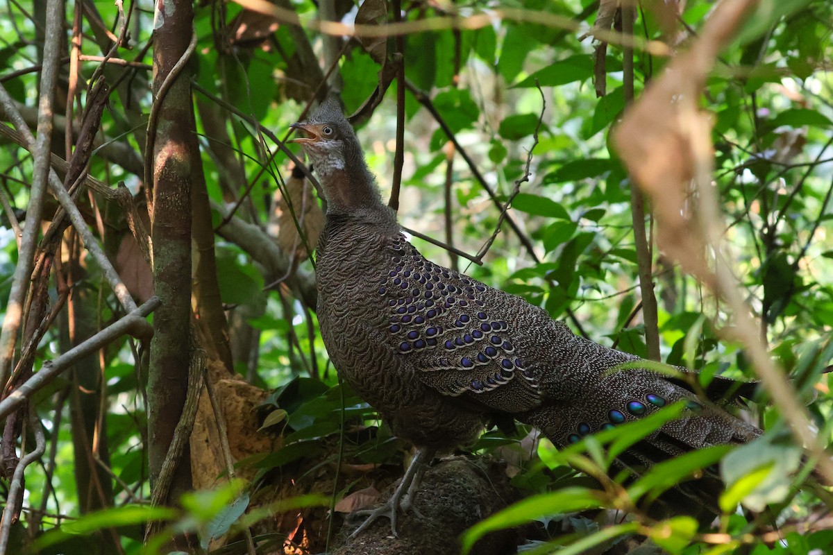 Gray Peacock-Pheasant - ML617870265