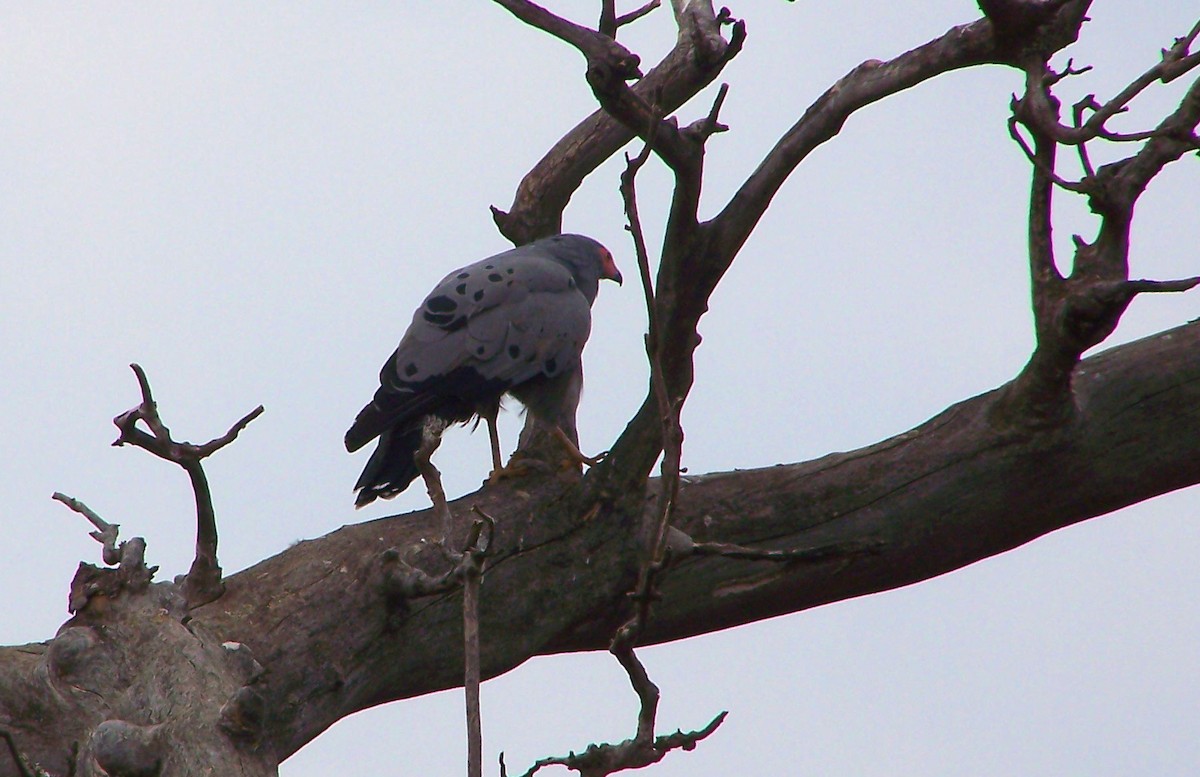 African Harrier-Hawk - ML617870278