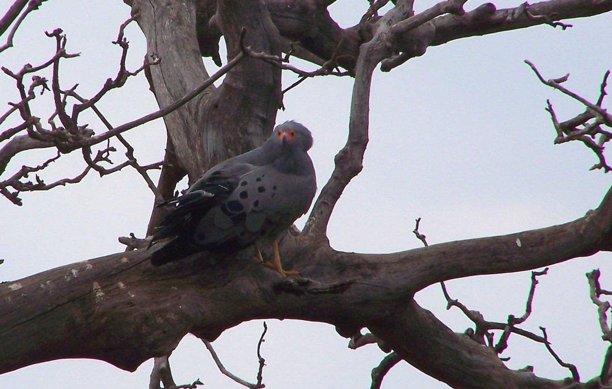 African Harrier-Hawk - ML617870283