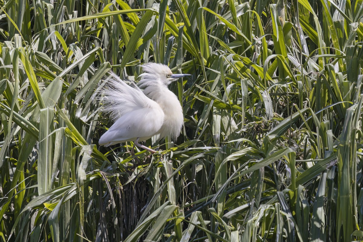 Crabier blanc - ML617870302